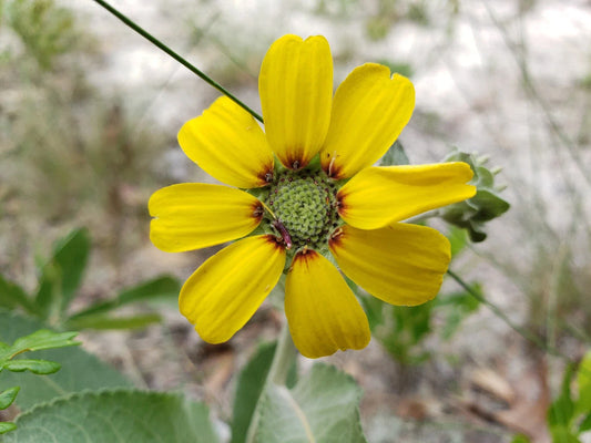 Chocolate Daisy Seeds | 15 Organic Soft Greeneyes Berlandiera lyrata Florida Native Perennial Flower