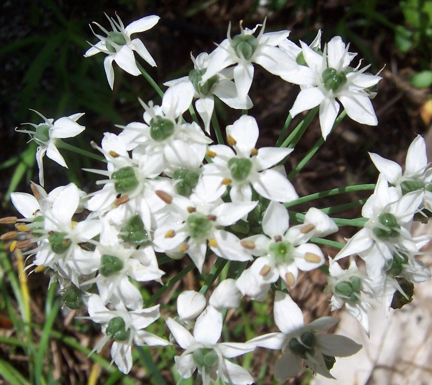 Garlic Chive Herb Seeds - 50 Count, Allium tuberosum, Over-Wintering, Culinary Herb, Easy to Grow, Container & Garden Bed