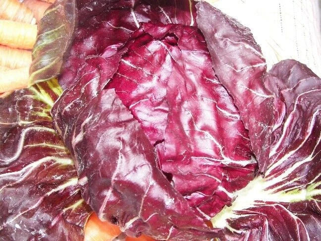 Radicchio Seeds - Palla Rosa Non-GMO Heirloom Cichorium intybus for Salad & Gourmet Cooking