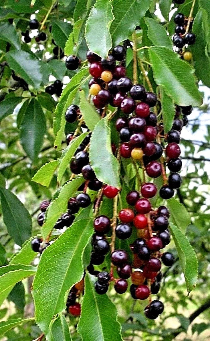 Wild Black Cherry Trees Bare Root 3-6" Prunus Serotina Edible Fruit Live Plants for Garden