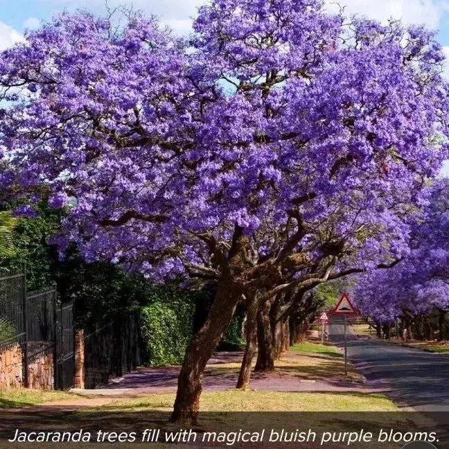 Blue Jacaranda Seeds - 10 Rare Flowering Trumpet Tree Seeds - Jacaranda mimosifolia - Blue Purple Blooms, Fast-Growing, Tropical Tree