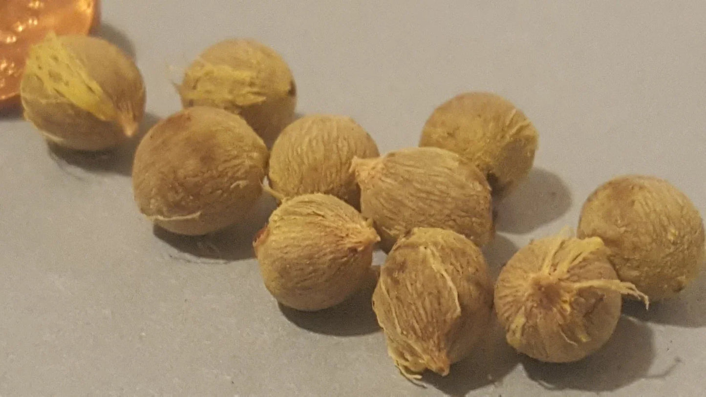 Jerusalem Palm Tree Seeds - 24 Pack | Phoenix dactylifera Date Palm
