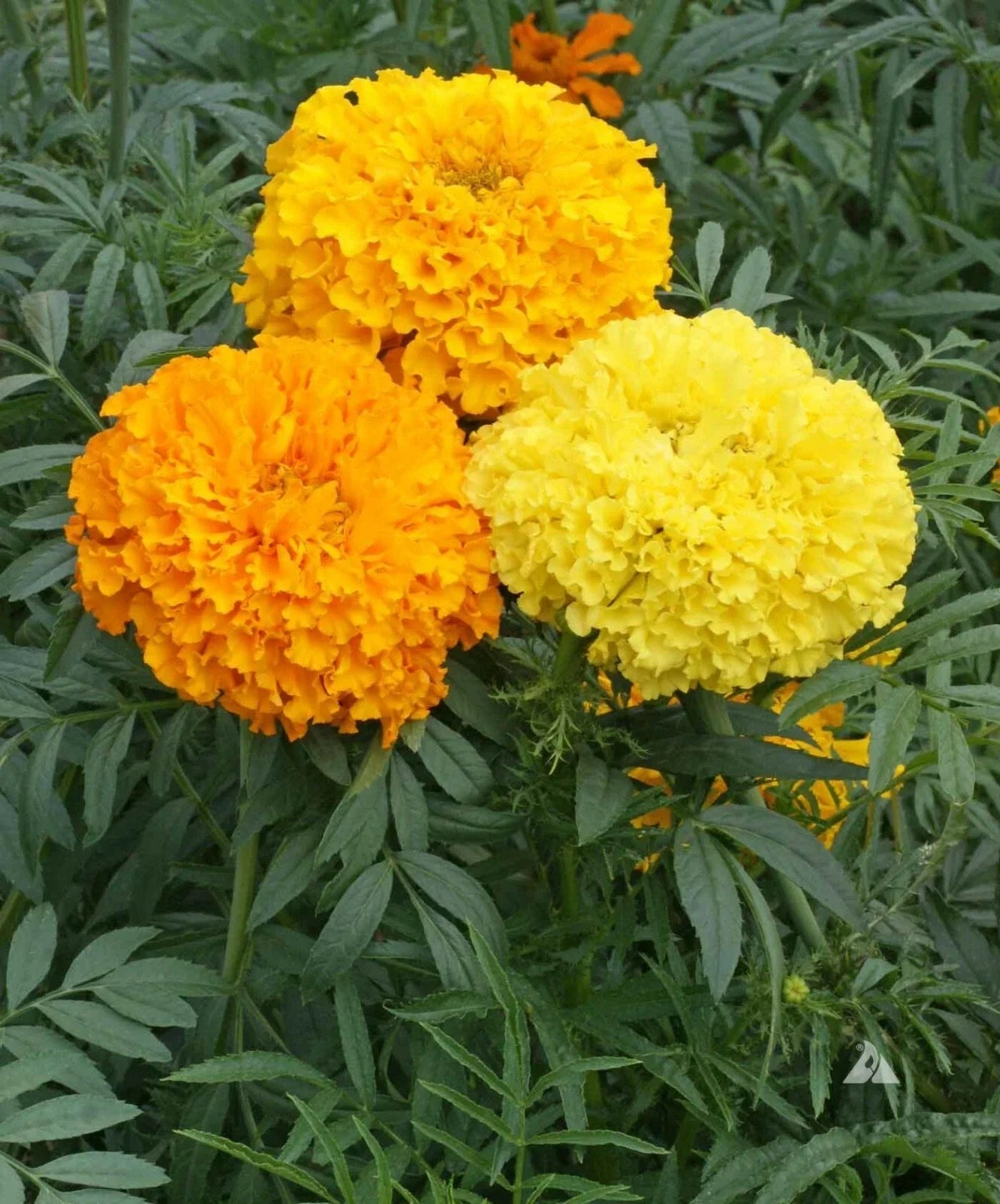 African Marigold Seeds - Crackerjack Mix Heirloom Non-GMO 250 Seeds Dia de los Muertos