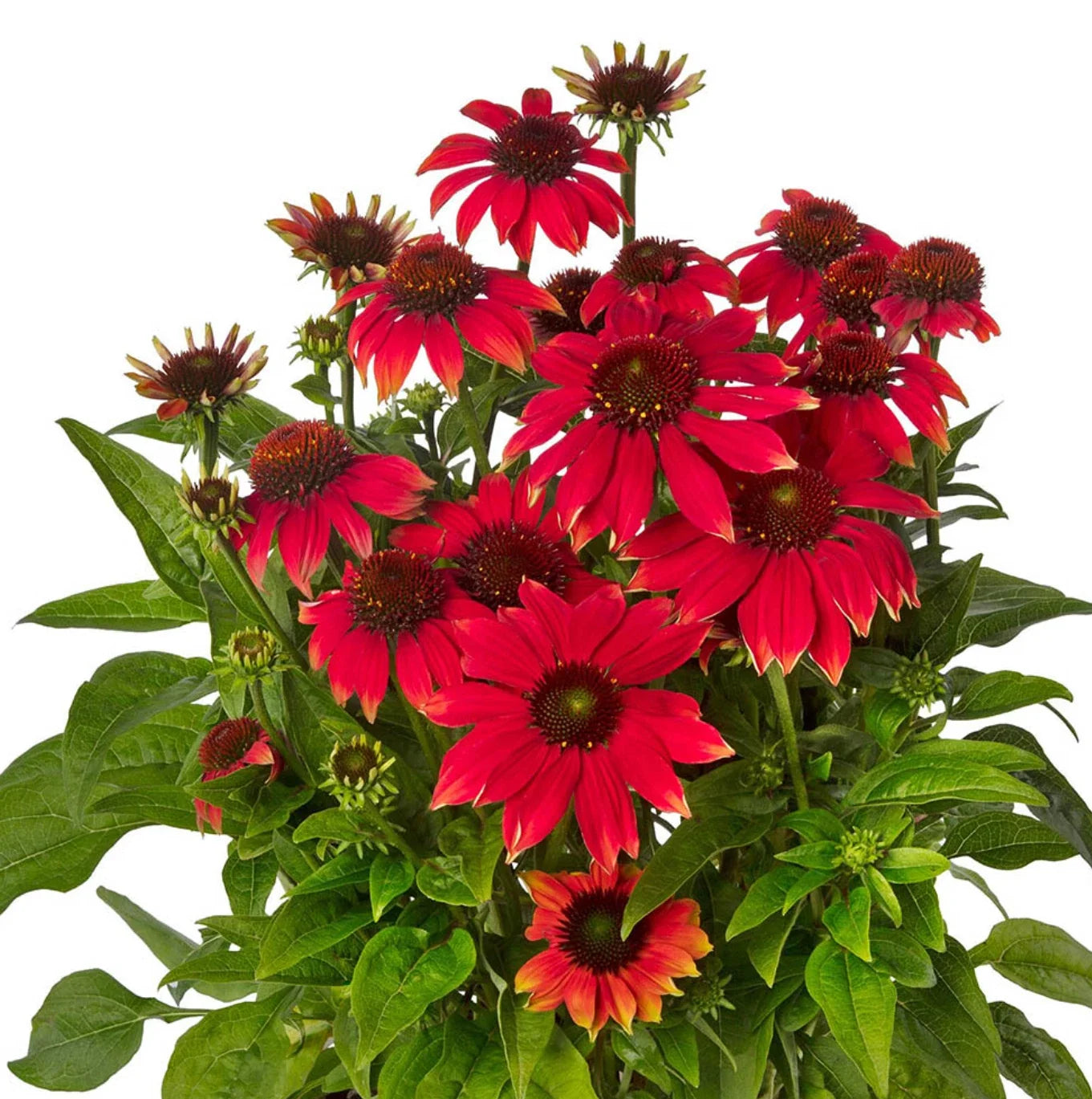 Echinacea purpurea Prairie Blaze Orange Sunset Perennial Plants, 4 Plugs, Butterfly & Hummingbird Attracting