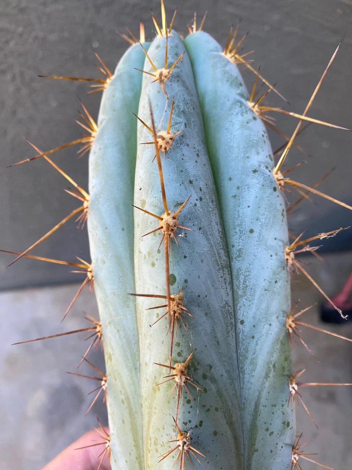 Echinopsis Icaros Cutting 15 Inch – Unique Cactus Variety for Indoor & Outdoor Gardens