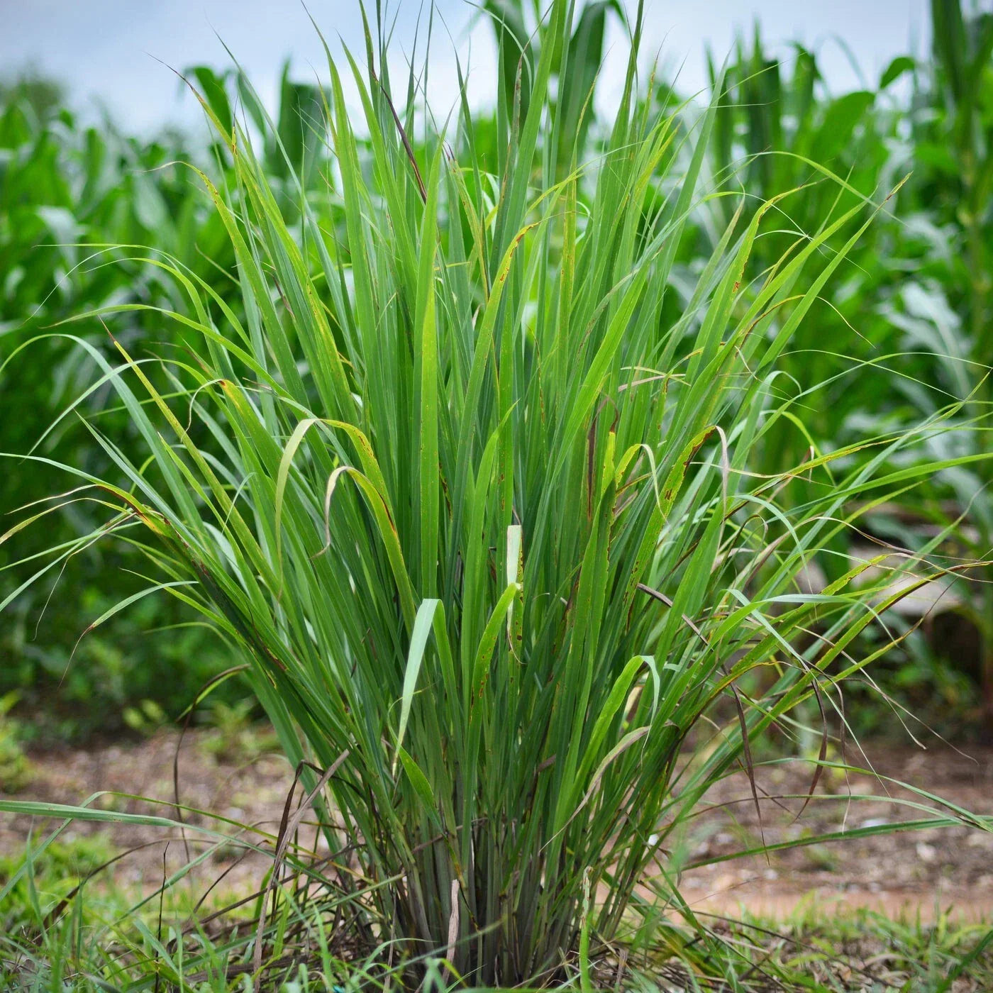 Set of 10 Edible Lemongrass Rooted Plants – Cymbopogon citratus Live Herb
