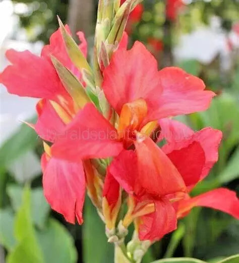 Canna Lily Bulb - Coral Salmon Pink - City of Portland - Canna indica - Live Plant for Borders & Summer Gardens