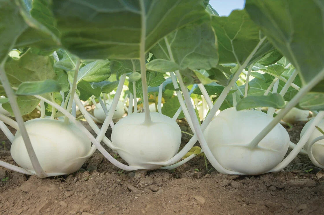 Kohlrabi Seeds 50+ Pure White Brassica oleracea var. gongylodes for Gardening, Planting, Vegetables