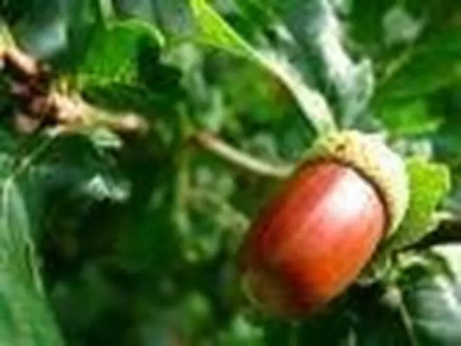 Red Oak Tree Seeds - 10 Pack - Quercus rubra - Native Hardwood for Landscaping and Planting
