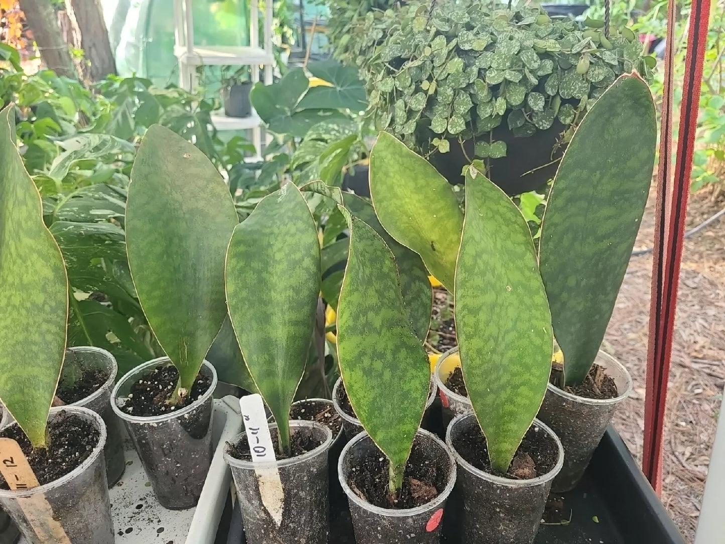Sansevieria Masoniana Whale Fin Snake Plant 10-11" Tall in 3.5" Pot - Indoor Houseplant