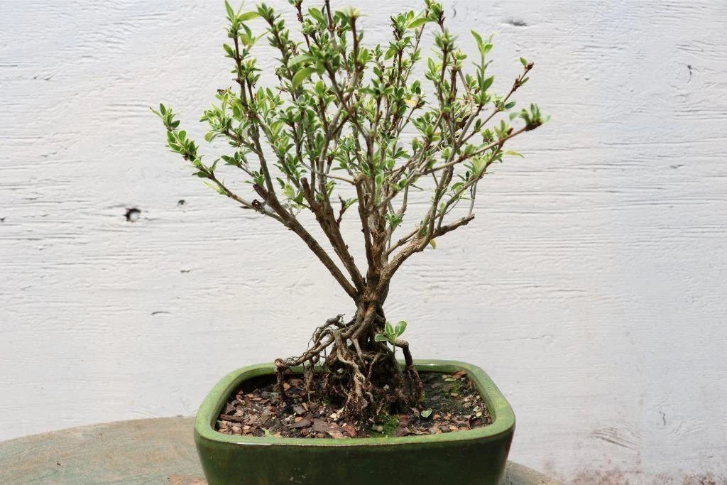 Exposed Root Bonsai Tree - Mt. Fuji Serissa - Serissa japonica Indoor Plant Decor, Unique Gift Idea