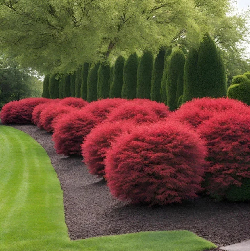 Dwarf Burning Bush Live Plant 6-12" Bare Root Euonymus alatus 'Compactus' for Borders & Hedges