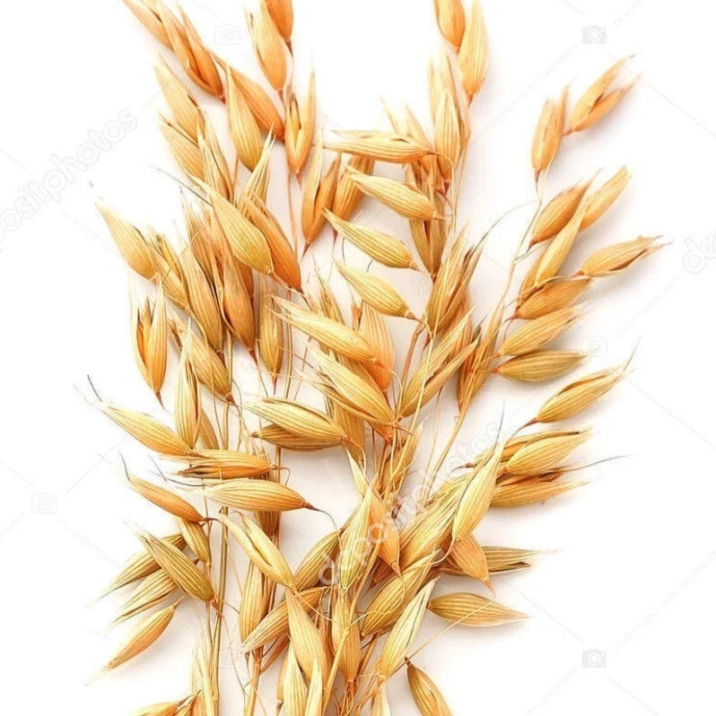 Whole Oats Seeds - Organic Non-GMO Avena sativa for Cat Grass Sprouts, Indoor & Outdoor Growing