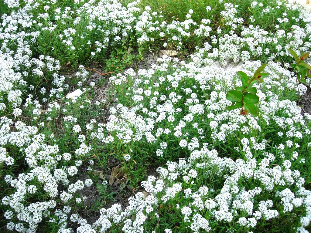 Alyssum Sweet White Flower Seeds - 1000 Count, Fragrant Annual, Lobularia maritima for Borders, Containers & Ground Cover