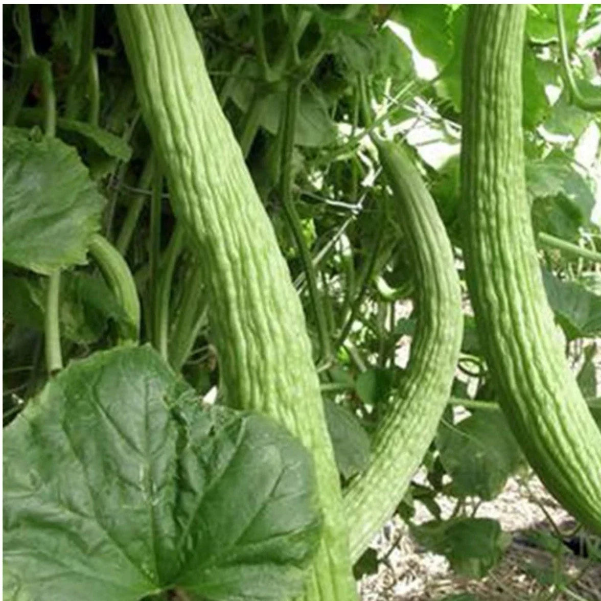 Armenian Light Green Cucumber Seeds – Organic Heirloom Cucumis sativus, Non-GMO, 35+ Packets for Home Garden, Crisp, Long Cucumbers