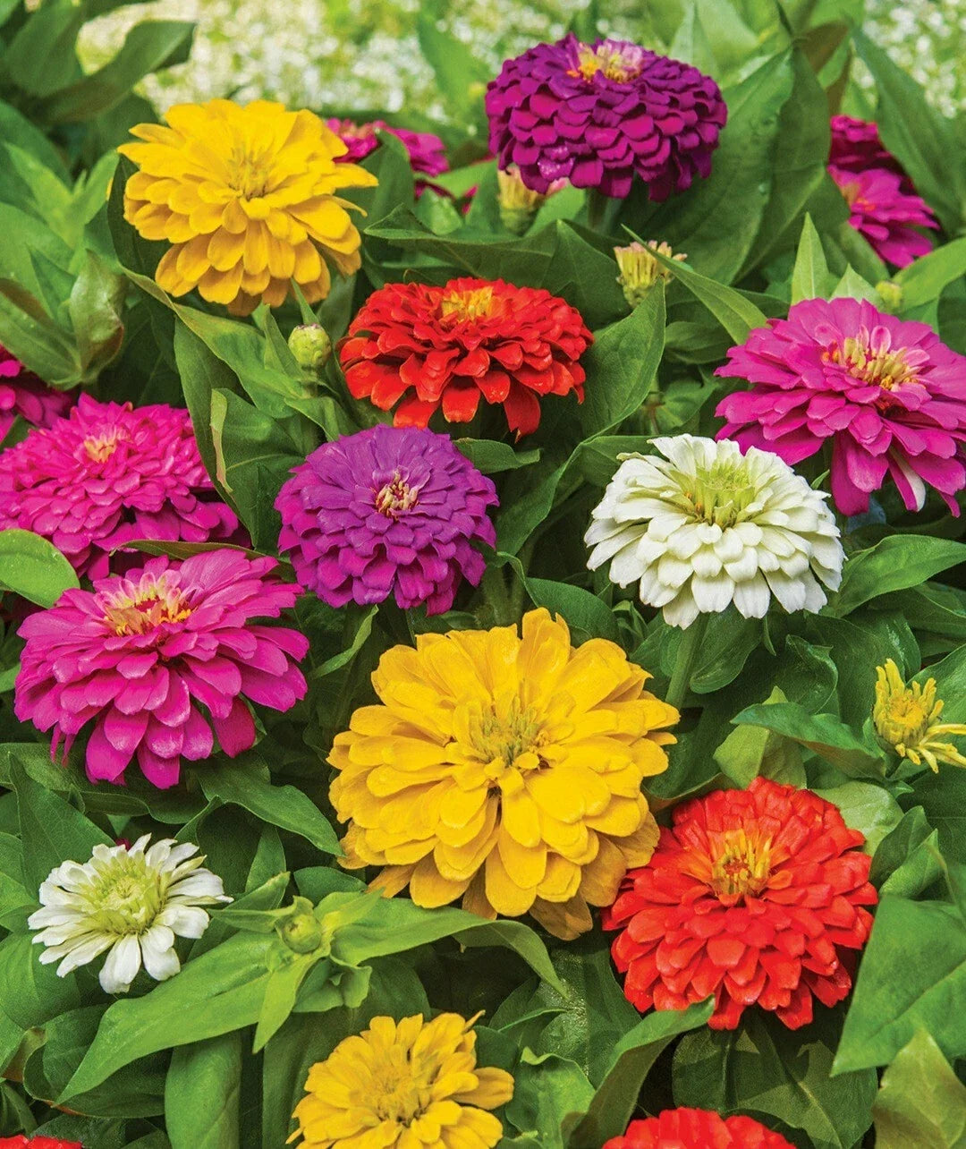 Zinnia Seeds - 50 Pack - California Giants - Bright Colors - Zinnia elegans Flower Seeds