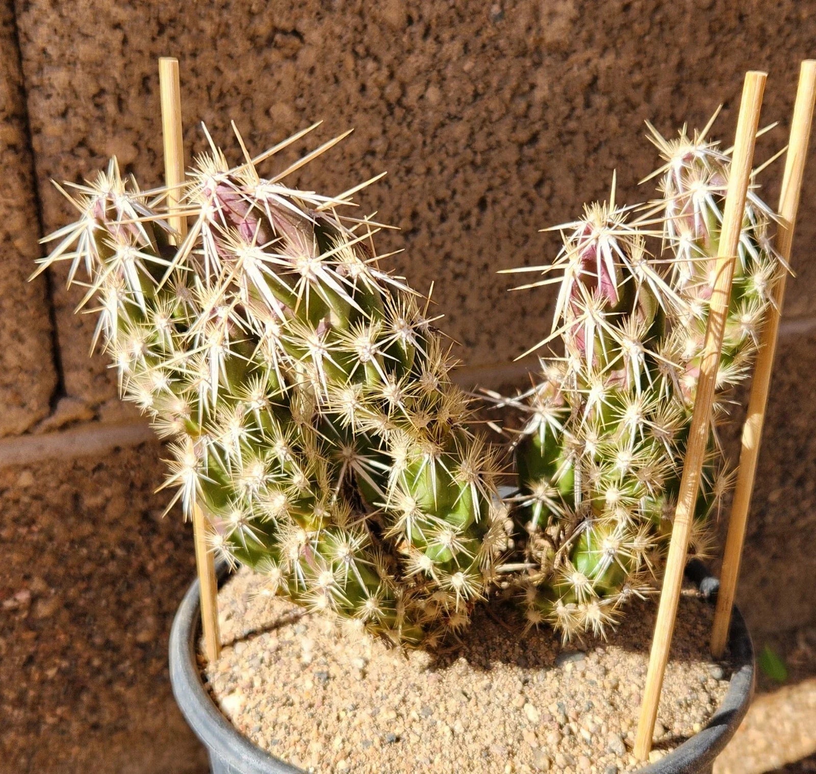 Grusonia Clavata Club Cholla Cactus Cutting - Live Succulent Segment for Drought-Tolerant Garden, Desert Decor