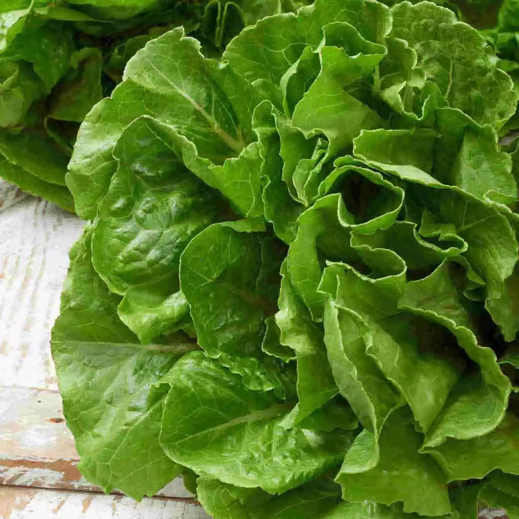 Butterhead Lettuce Seeds - 50+ Non-GMO Lactuca sativa var. capitata Gardening Seeds for Salad and Container Growth