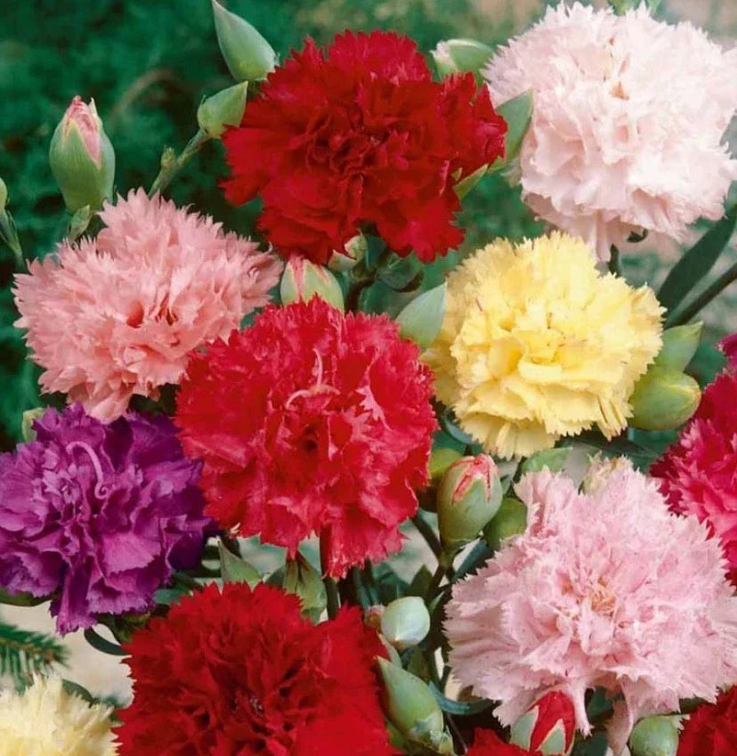 Carnation Seeds CHABAUD Mix Non-GMO Fragrant Cut Flowers for Pollinators, Dianthus caryophyllus, 200 Seeds
