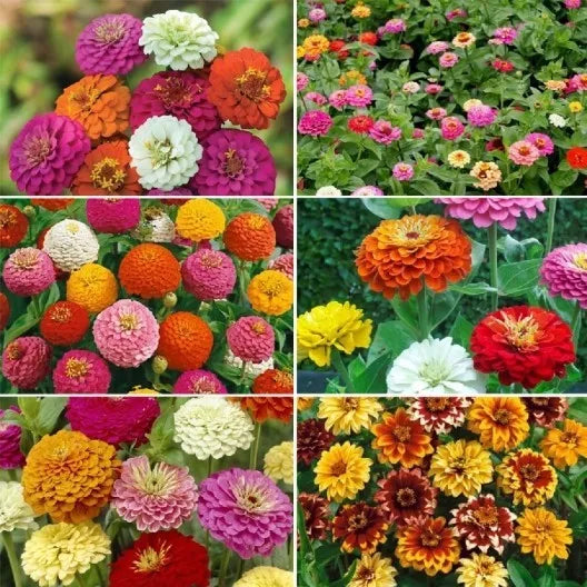 Zinnia Flower Seed Mix - 6 Varieties Colorful Garden Blend | Zinnia elegans