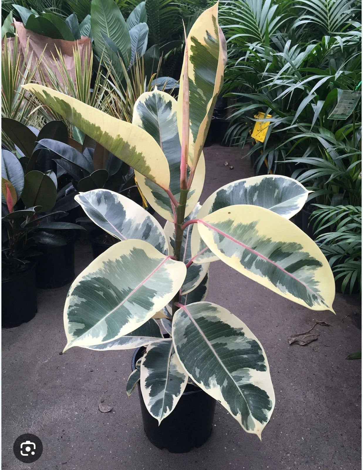 Tineke Rubber Tree Plant - Variegated Ficus elastica Small Rooted Starter Indoor Plant