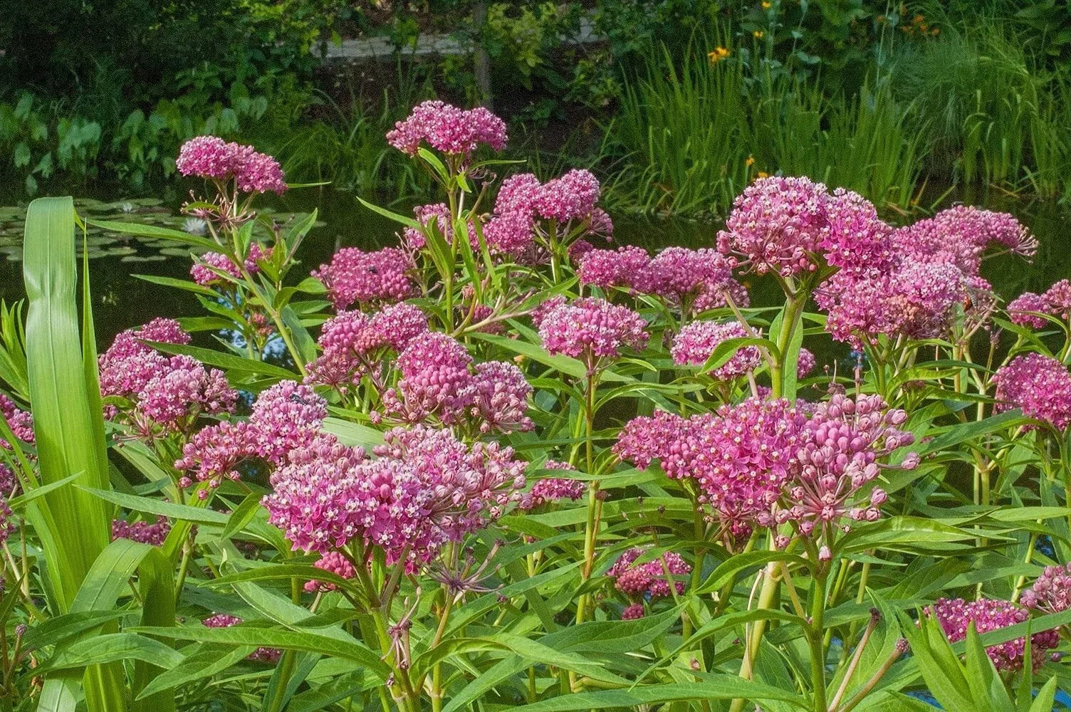 Swamp Milkweed Seeds 200 Pcs - Asclepias incarnata - Butterfly Garden Wildflower Seeds for Monarchs & Pollinators