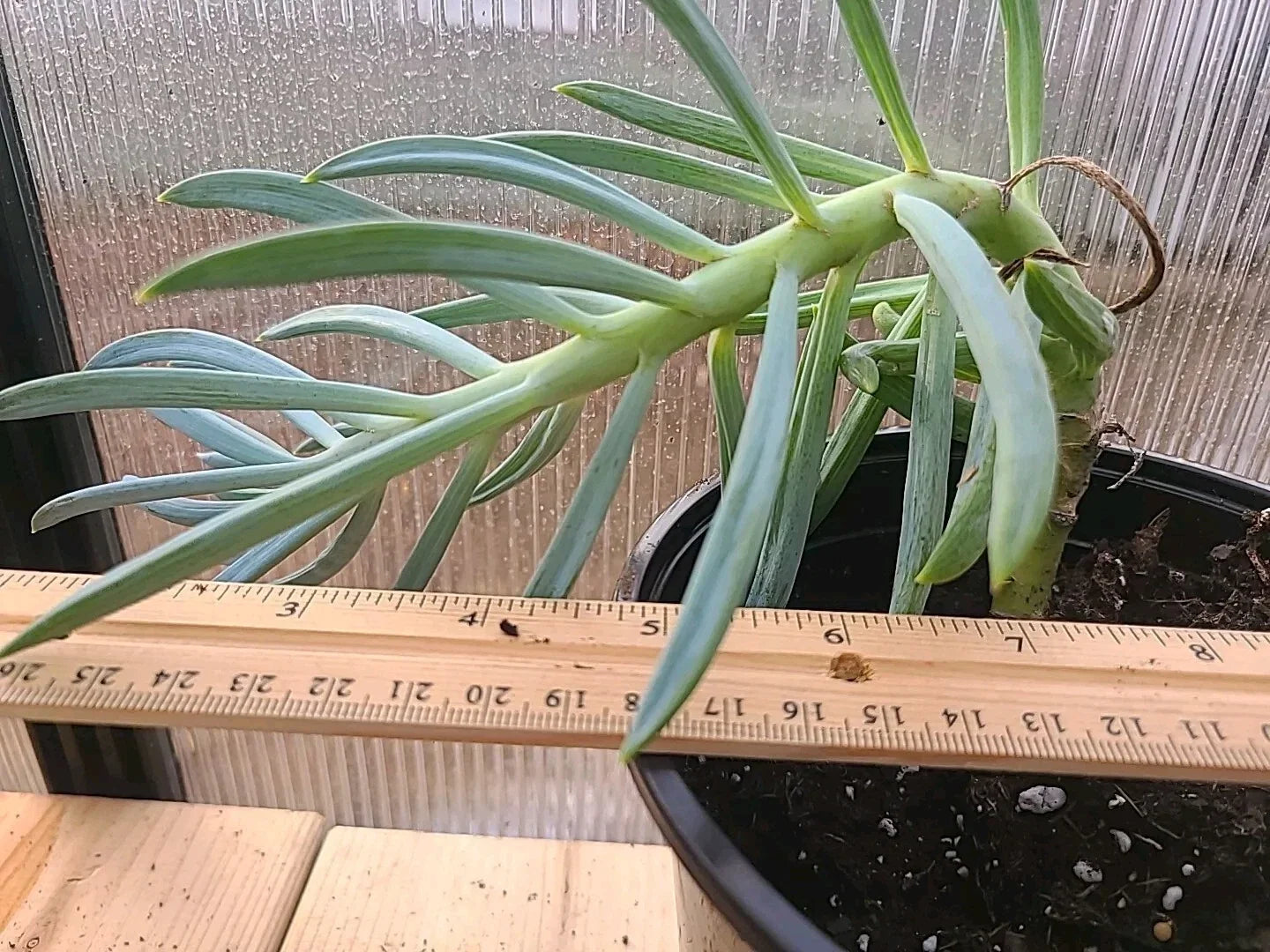 Large Blue Chalk Sticks Succulent Plant in Pot - Senecio mandraliscae - Rooted Rare Succulent for Indoor Outdoor Garden