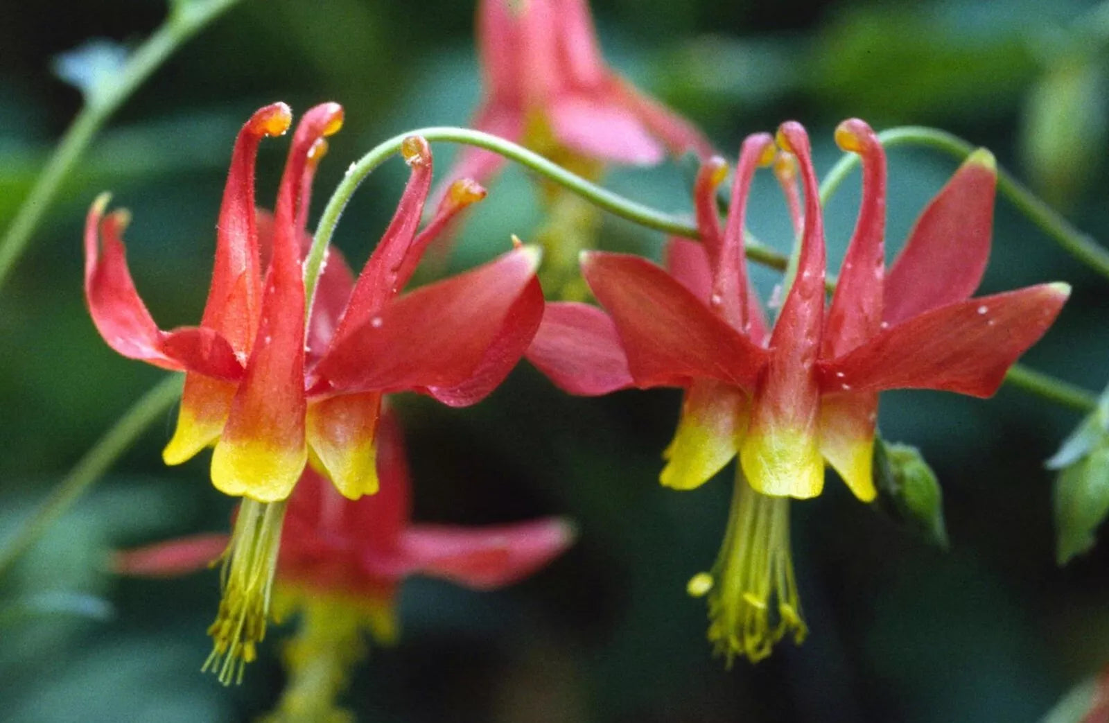 Eastern Red Columbine Seeds - Aquilegia Canadensis - Wildflower Native Plant for Gardens & Pollinators