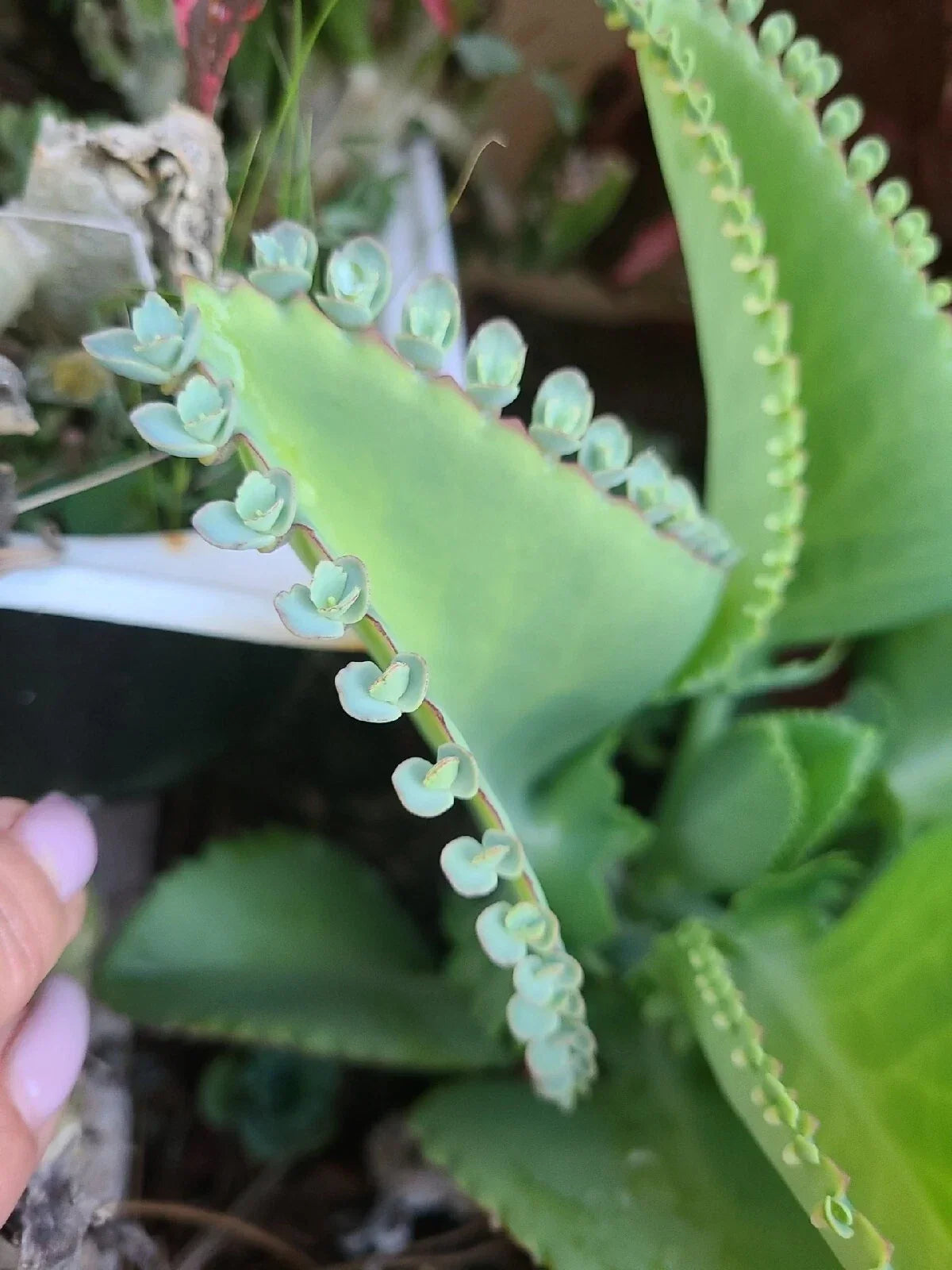 Mother of Thousands Seeds - 15 Pack - Kalanchoe daigremontiana Mexican Hat Plant Succulent