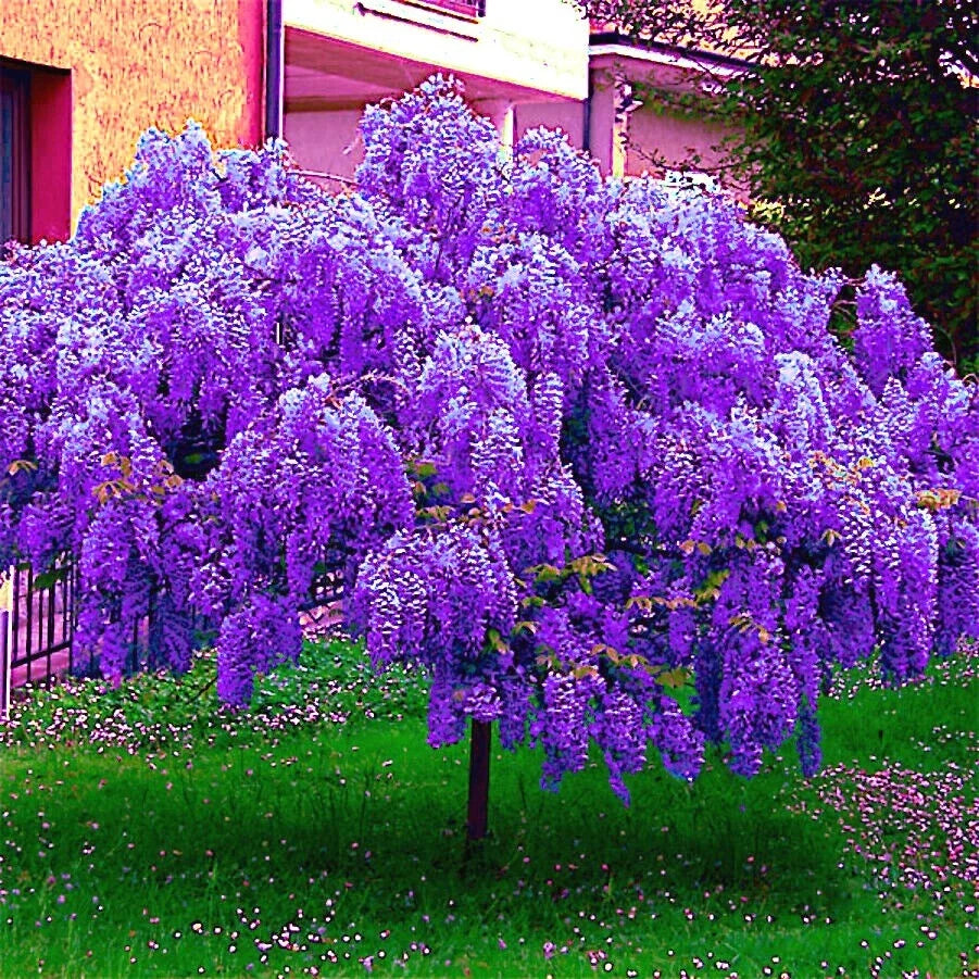 Chinese Blue Wisteria Seeds - Fast-Growing Climbing Vine for Garden & Bonsai - Wisteria sinensis, Blue Flowers, Hardy Vine, 10 Seeds