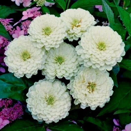 White Zinnia Flower Seeds - 126+ Count, Summer Annual Cut Flowers, Easy to Grow, Zinnia elegans