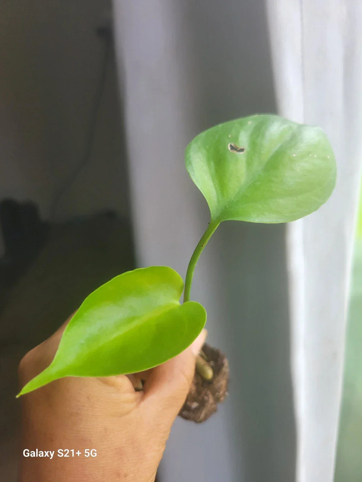 Monstera Deliciosa Plant - 2 Inch Split-Leaf Swiss Cheese Philodendron