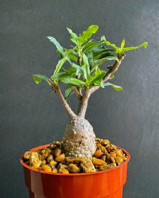 Fockea Capensis Bonsai Plant - 4-Inch Bare Root Succulent with Caudex - Rare African Succulent for Indoor & Outdoor Gardens