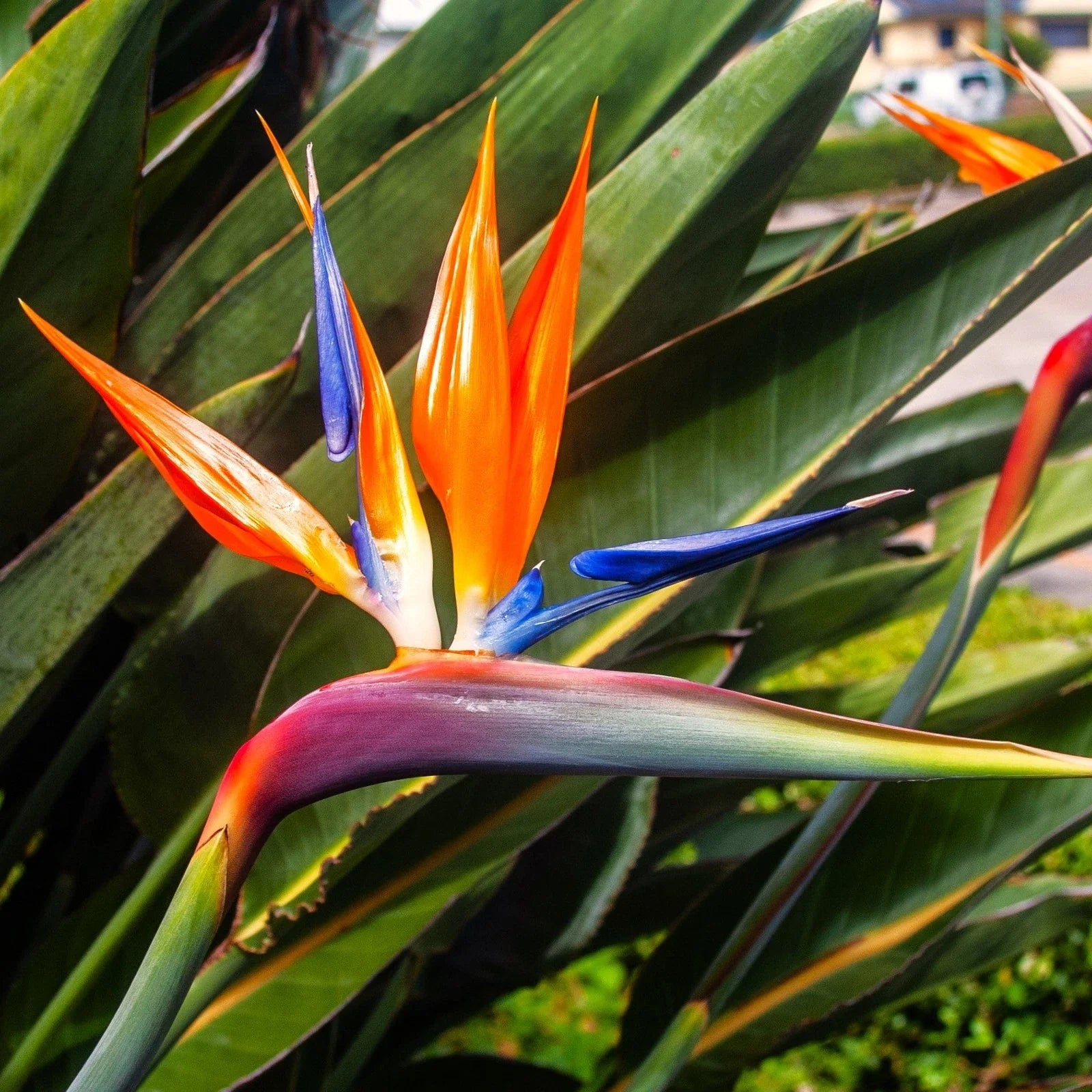 Birds of Paradise Seeds - Strelitzia Reginae Orange Blue Variety for Tropical Garden, Landscaping & Container Planting