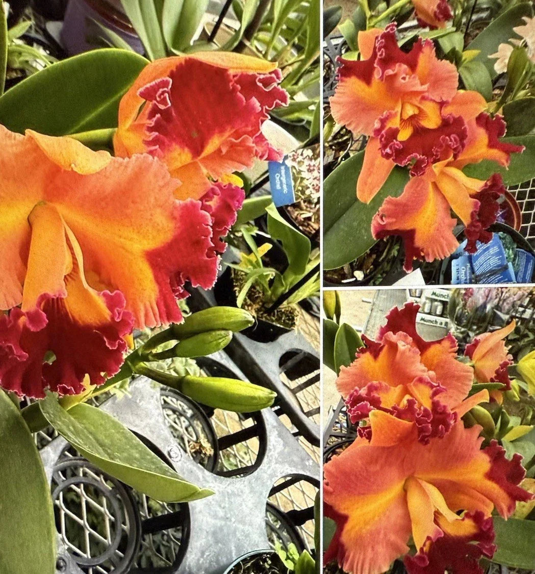 Cattleya Rlc Chief Queen Orchid Plant Bare Root with 3 Stems - Fragrant & Vibrant Blooms