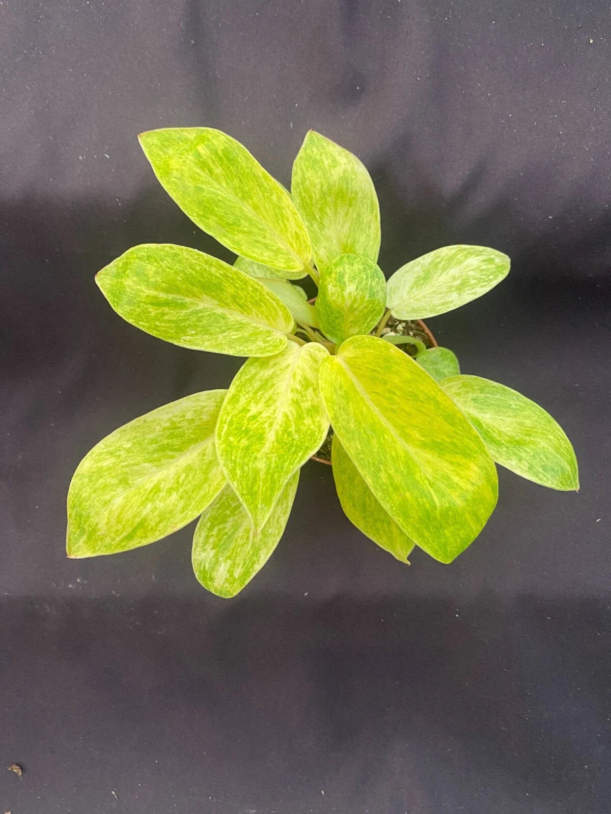Philodendron Painted Lady Rooted Plant 3" Pot, Variegated Foliage, Indoor Houseplant, Easy Care, Climbing, Low Maintenance