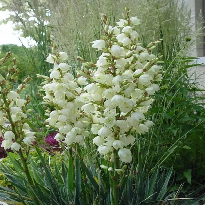 Organic Adam's Needle Yucca Seeds - 100 Perennial Shrub for Drought Tolerance, Full Sun, Well-Drained Soil, Yucca filamentosa