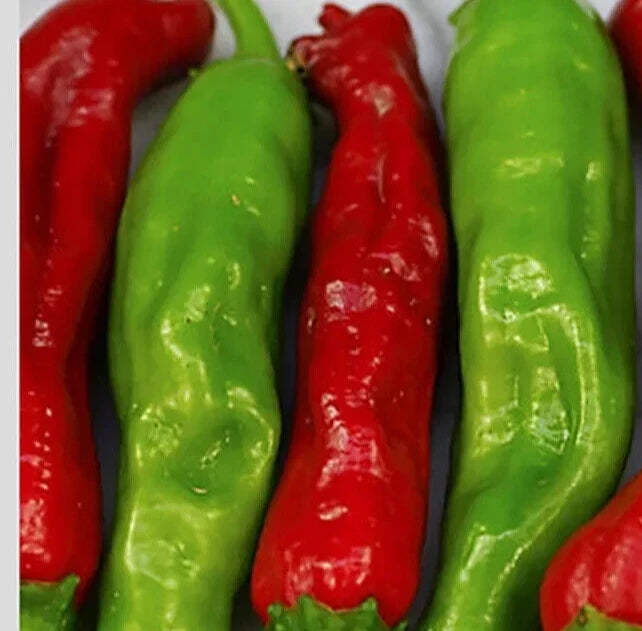Shishito Pepper Seeds 20+ Pack Capsicum annuum Asian Hot Vegetable for Gardening, Container, Full Sun