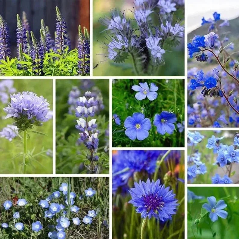 Blue Wildflower Seed Mix - Organic Native USA Wildflowers for Garden Planting - 200 Seeds