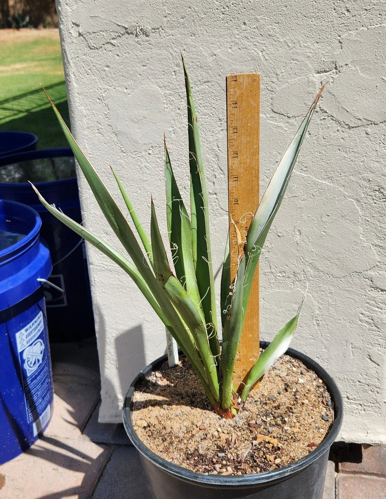 Live Rooted Faxon Yucca Plant – Texas Native, Drought-Resistant, Ornamental, Yucca faxoniana