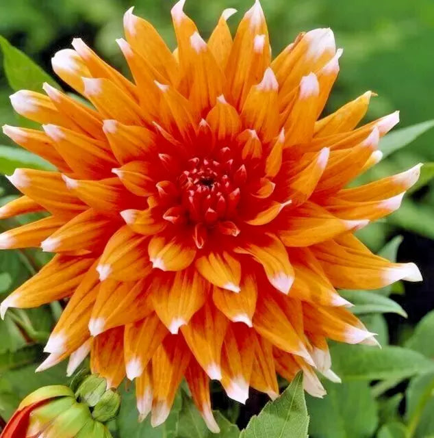 Dahlia Tuber Live Plant - Color Spectacle Orange & White Tips - Cactus Variety, Full Sun, Award-Winning Flower Bulb