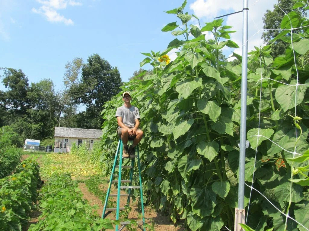 Skyscraper Sunflower Seeds - 35+ Giant Helianthus annuus Wildflower for Tall, Vibrant Yellow Blooms, Easy to Grow