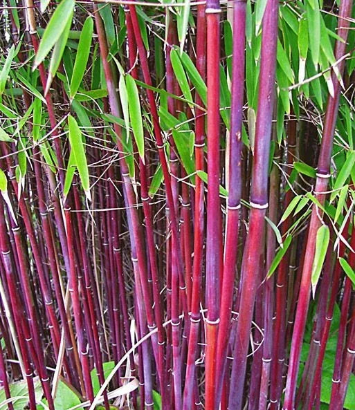 Bamboo Seeds 50 Pack for Privacy Screen Clumping Bambusa spp. Fast-Growing Garden Plant