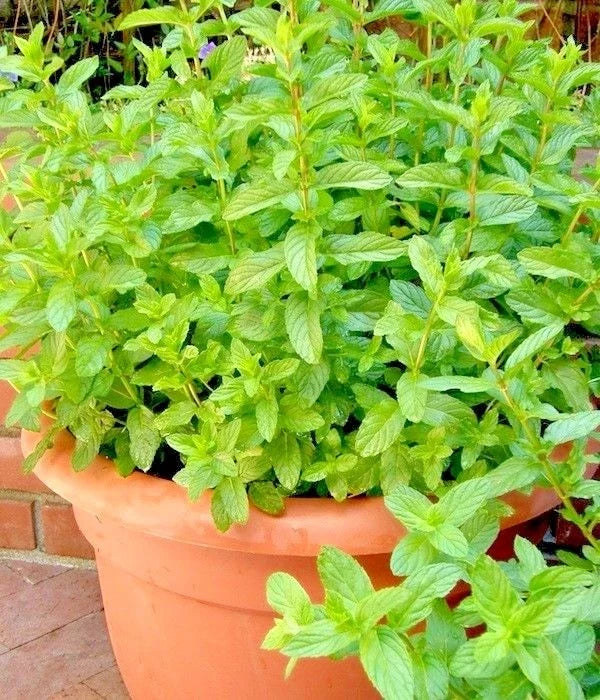 Spearmint Seeds - Organic Herb for Tea & Cooking - Mentha spicata - 300 Pack for Patio & Container Garden