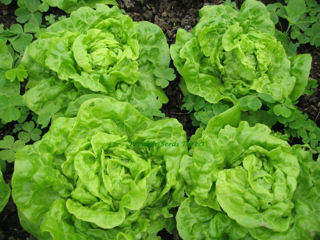 Tom Thumb Leaf Lettuce Seeds - Butterhead, Heirloom, Organic, Non-GMO, Compact Garden Seed, Lactuca sativa