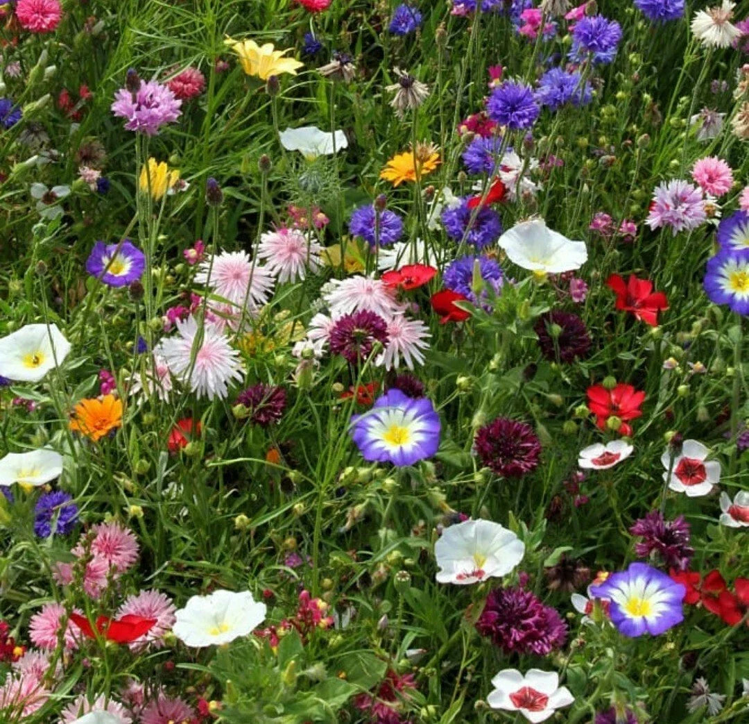 Butterfly Wildflower Seeds Pack – Native Pollinator-Friendly Flower Mix – 300 Seeds for Garden, Meadow & Borders