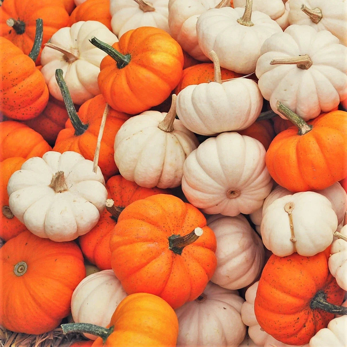 Mini Mix Pumpkin Seeds – Untreated Baby Boo White & Orange Variety, Cucurbita pepo, Packaged Seed Packet