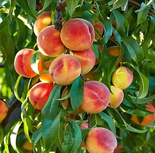 Peach Tree Seeds - 2 Large Fruit Bearing Bonsai Seeds - Prunus persica - Grows Juicy Peaches