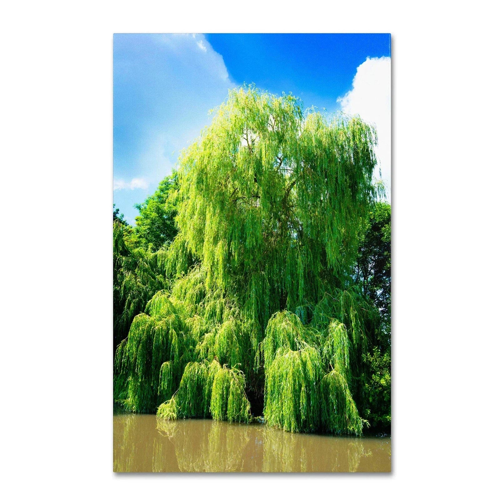 Weeping Willow Cuttings - 4 Bright Green Salix babylonica Tree Clippings for Garden Growth