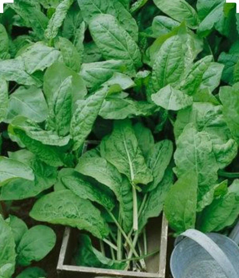 Large Leaf Sorrel Herb Seeds - Organic Non-GMO Rumex acetosa - 250+ Open Pollinated Seeds for Culinary Gardens